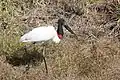 Jabirú-Storch (Jabiru mycteria)