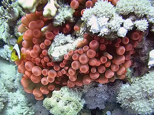 Rote Seeanemonen