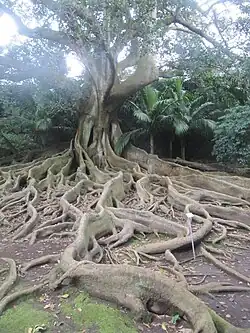 -number-see  ​37.7487-25.6702 Typ ist GruppenbezeichnungJardim Jose do Canto
