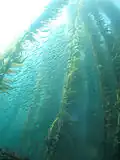 Sardinen im Kelp-Forest