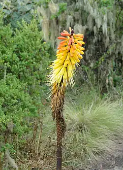 Fackellilie  Kniphofia foliosa