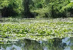 Kocaçay Delta