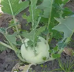 Kohlrabi auf dem Feld