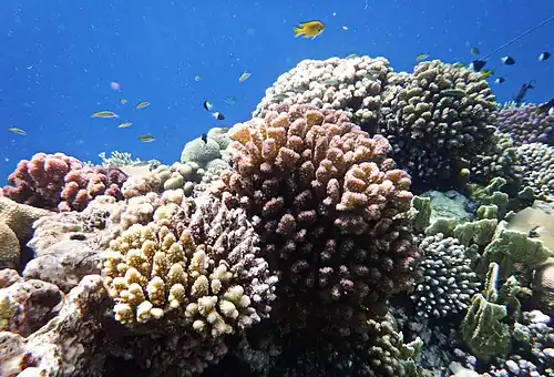Korallenriff im Roten Meer