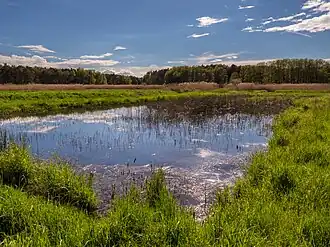 Karpfenteich im NSG Krausenbechhofen