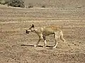 Ein Wildhund (Dingo) am Lake Eyre