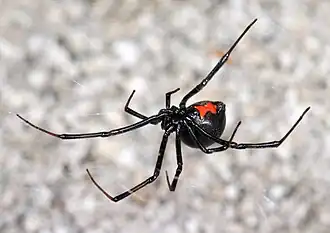Schwarze Witwe (Latrodectus hesperus). Auffällig ist bei den Weibchen die schwarz-rote Zeichnung. Ihr Körper misst etwa 1½ cm.