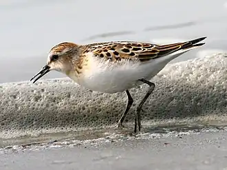 Zwergstrandläufer