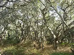 Los Osos Oaks State Natural Reserve