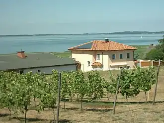 Der nördlichste Weinberg in Loddin auf Usedom