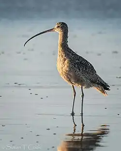 Rostbrachvogel