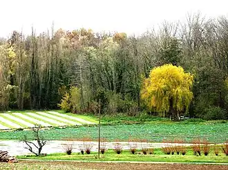 Kresseanbau bei Méréville