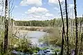 Naturreservat Macier Sümpfe