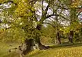 Die Mahllinden im Herbst