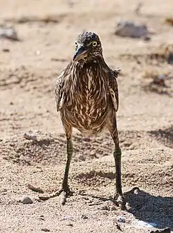 Mangrovereiher