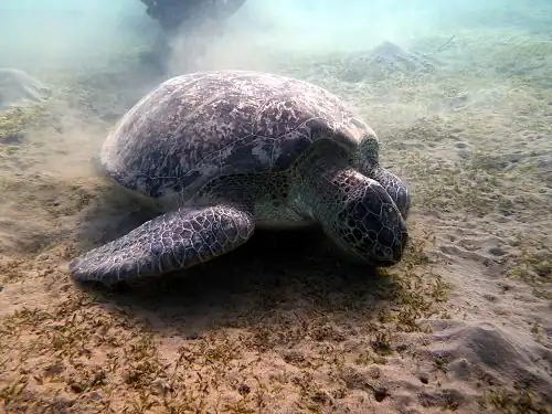 Meeresschildkröte (Eretmochelys imbricata)