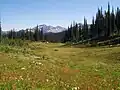 Hochwiese mit dem Mount Revelstoke im Hintergrund