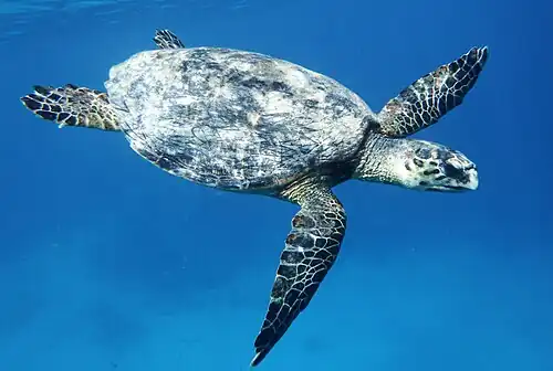 Meeresschildkröte (Eretmochelys imbricata)
