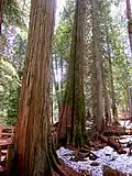 Auf dem Giant Cedars Boardwalk trail