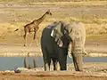 Giraffe und Elefant
