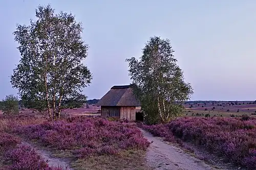 Heideblüte