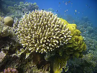 Korallen in der Naʿama Bay
