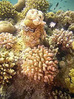 Korallen in der Naʿama Bay