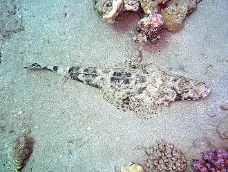 Krokodilfisch