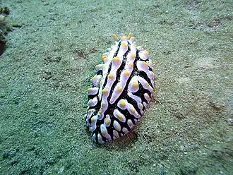 Dreifarbige Warzenschnecke