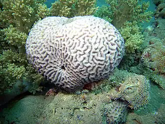 Hirmkoralle in der Naʿama Bay
