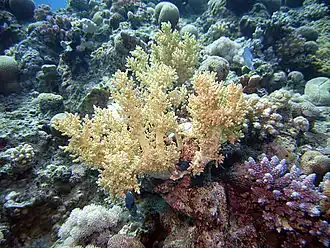 Weichkorallen in der Naʿama Bay