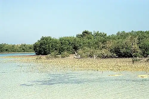 Mangroven im Nabq-Naturschutzgebiet