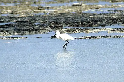 Reiher in den Mangroven von Nabq