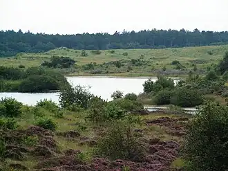 Die Dünen zwischen Schoorl und Bergen