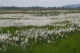 Wollgras im Oppenweher Moor