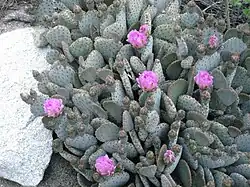 Feigenkaktus