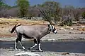 Oryx (auch Gemsbock genannt) am Wasserloch Kalkheuwel Bore Hole