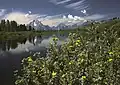 Am Aussichtspunkt Oxbow Bend