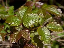 Pacific Poison Oak (grün)