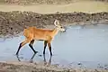 Pantanal-Sumpfhirsch