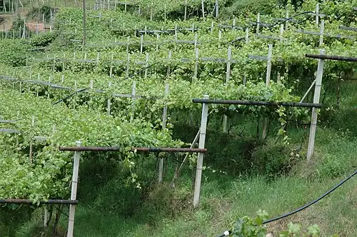 Pergelerziehung am Hang