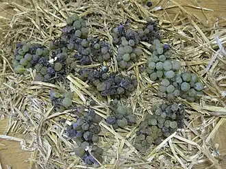 Vin de Paille, die Trauben werden erst getrocknet