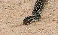 Puffotter (Bitis arietans)