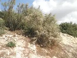 Retama Strauch (Rotem)