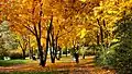 Rheinaue Beuel Herbst