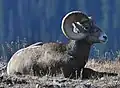 Dickhornschafe