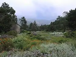 Santa Barbara Botanic Garden