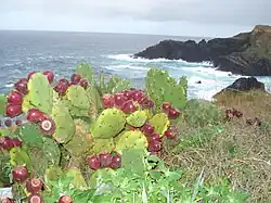 an der Bucht São Pedro