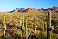 Saguaro-Kakteen an der Signal Hill Road / Westteil