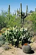 Im Vordergrund der blühende Ferocactus emoryi / Westteil